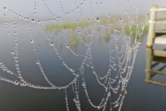 2018 EJ Gracie 019_spiderweb