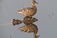 2018 EJ Gracie 022_ducks
