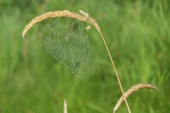 2018 EJ Gracie 023_spiderweb2