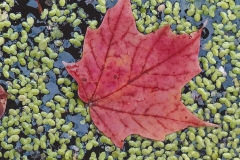 A Red Leaf, Anne Teasdale