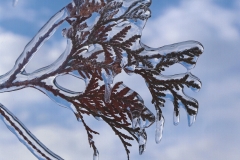 Winter Ice; Anne Teasdale