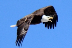 Bald-eagle-over-Jordan Dan McKinnon