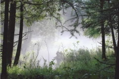 Courtney McKenzie  Foggy Day