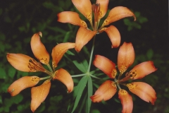 Courtney McKenzie  Lilies in the Rain