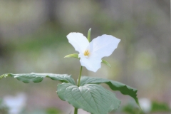 Courtney McKenzie  Spring Flower