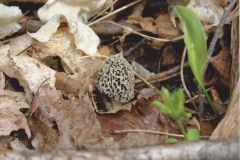 Courtney McKenzie  The Lonely Mushroom