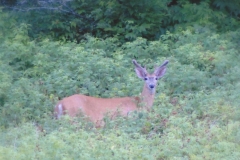Courtney McKenzie  Young Buck