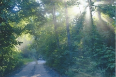 Evening Rays; Courtney Mckenzie