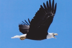Dan McKinnon  Bald Eagle Over the Jordan