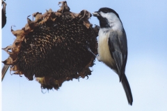 Dan McKinnon  Community Garden Bounty