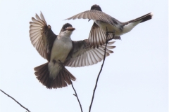Dan McKinnon  Eastern Kingbirds