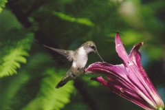 Dan McKinnon  Hummingbird on Weary Lily