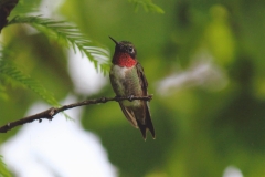 Dan McKinnon  Male Ruby Throated Hummingbird in Hemlock