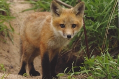 Dan McKinnon  Spring Fox