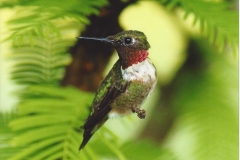 Duane Krauss  Sunday Morning Hummingbird