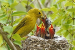 Duane Krauss  Yellow Warbler Nest