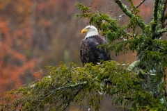 Gaye hott EAGLE IN THE FALL! OVER THE JORDEN RIVER!