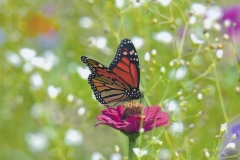 James Walsh  Butterfly Patch