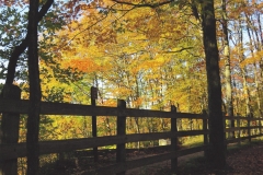 Jan Goodwin Don't Fence ME In