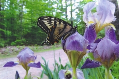 Jan Goodwin  Isn't She Beautiful