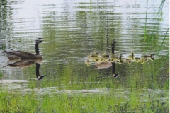 Jan Goodwin  Reflections of Nature's Wonders