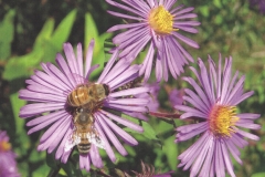 Jan Goodwin  September Asters