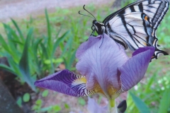 Jan Goodwin  Tiger Swallowtail Butterfly in Iris