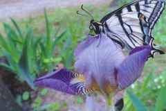 Jan Goodwin  Tiger Swallowtail Butterfly in Iris