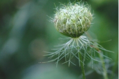 Janell Thomas  Stage Fright