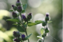 Janell Thomas  Thistles