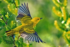 Johh E Doskoch  Warblers Flight