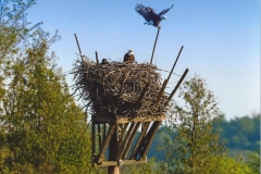 John Doskoch  Eagle's Nest
