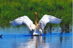 Logan Fuller  Angel of the River