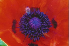 Sandra Kotalik  Purple Bee Eater