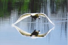 Shannon Fuller River Wings