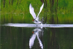 Shannon Fuller  Tern Rising