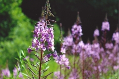 Wyatt Seese Untitled 2