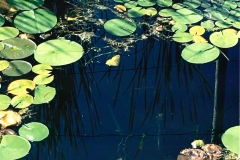 hilary buell lily pads cropped